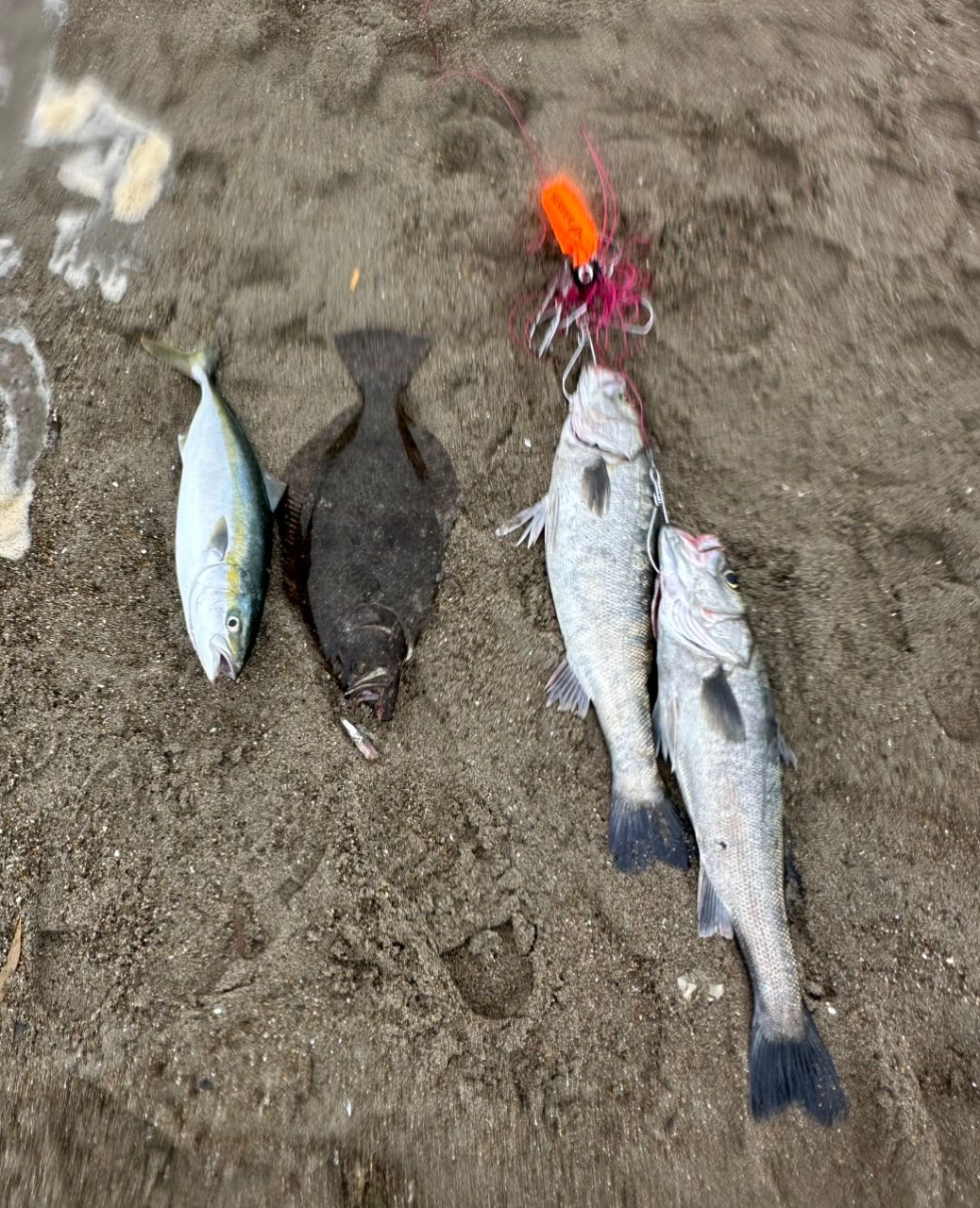 ヒラメ