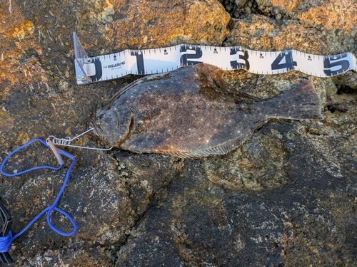 ヒラメの釣果