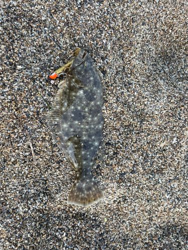 ヒラメの釣果