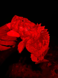 ムラソイの釣果