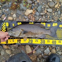 スモールマウスバス