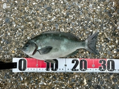 メジナの釣果
