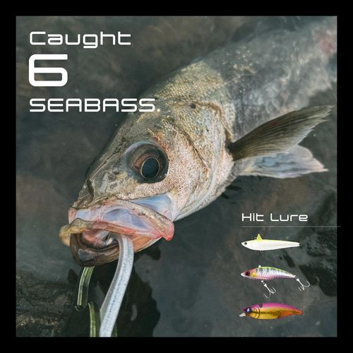 シーバスの釣果