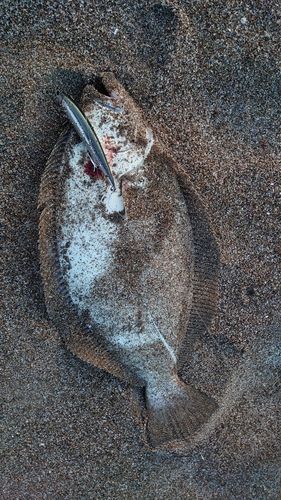 ヒラメの釣果