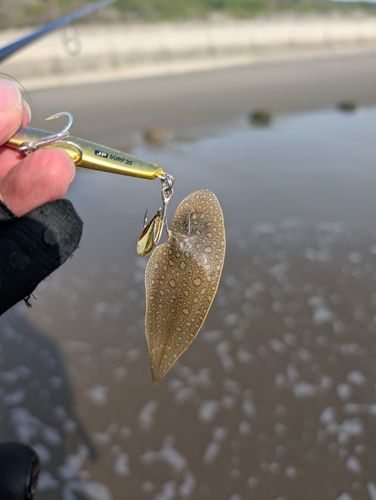 シタビラメの釣果