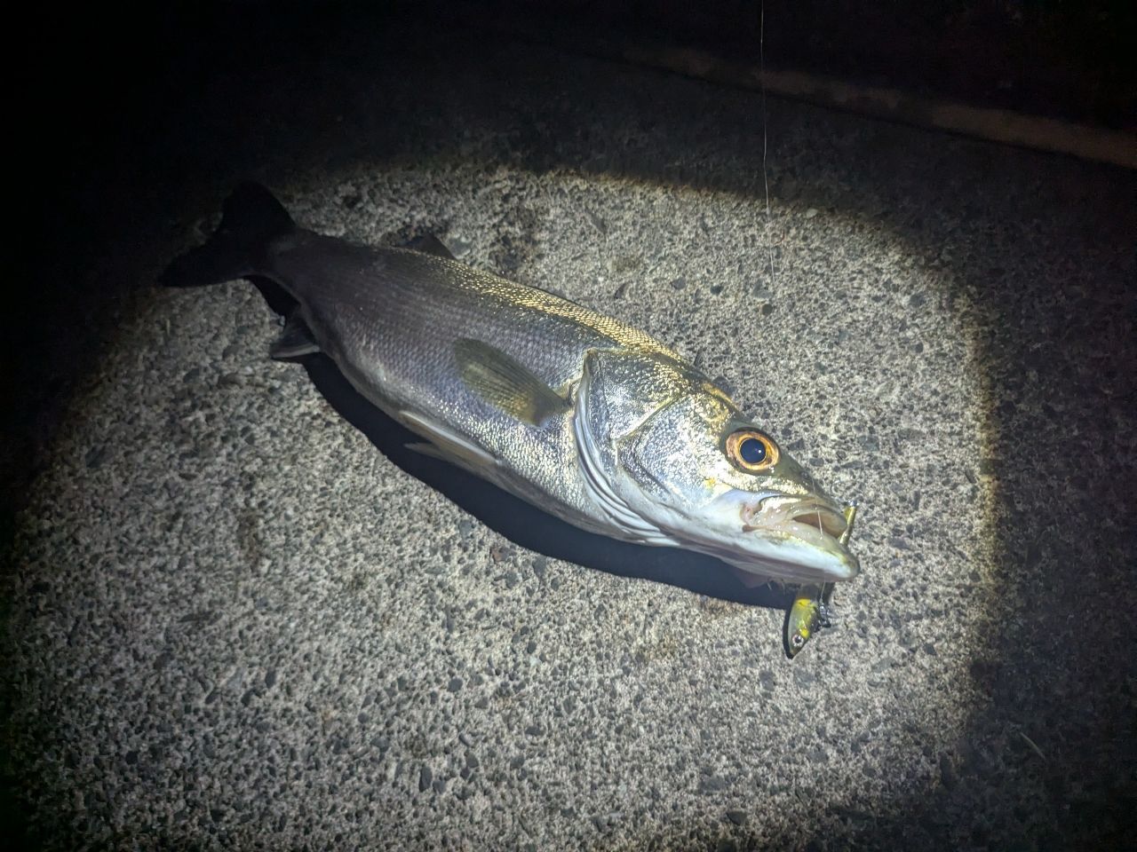 シーバス