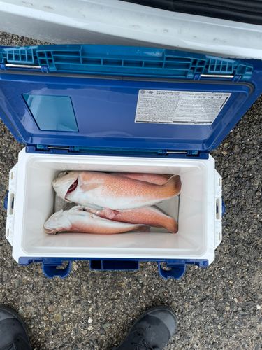シロアマダイの釣果