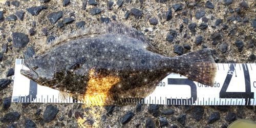 ヒラメの釣果