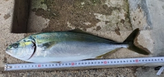 イナダの釣果
