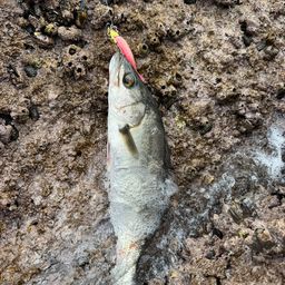 セイゴ（マルスズキ）