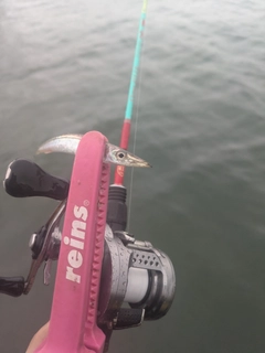 アカカマスの釣果
