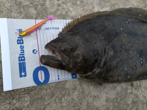 ヒラメの釣果