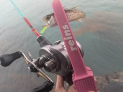 クロムツの釣果