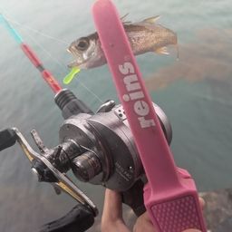 クロムツ