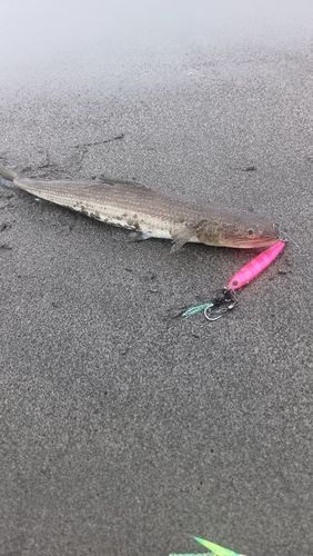 釣果