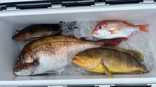 フナの釣果