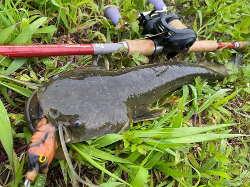 ナマズの釣果