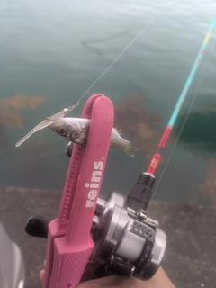 ヒラスズキの釣果