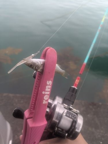 ヒラスズキの釣果