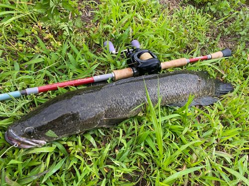 ライギョの釣果