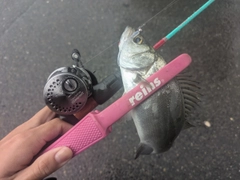 ヒラスズキの釣果