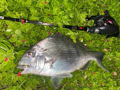 ヘダイの釣果