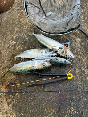 サバの釣果