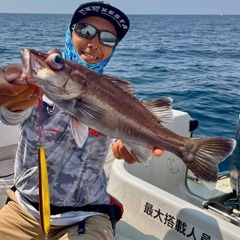 アラの釣果