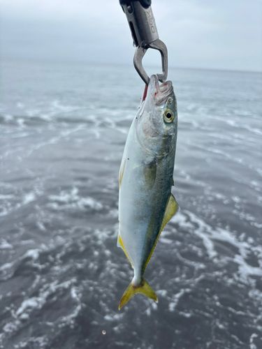 ワカシの釣果