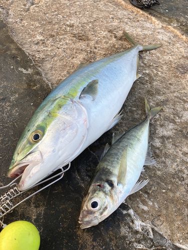 ワラサの釣果