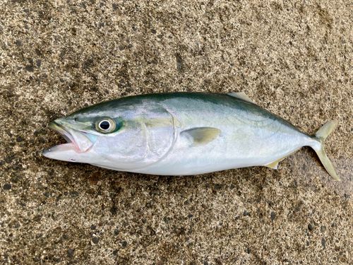 フクラギの釣果