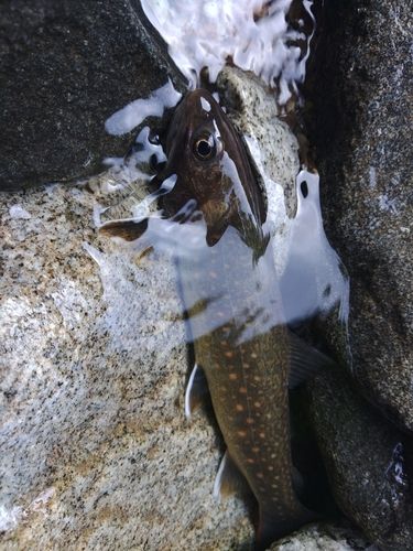 イワナの釣果