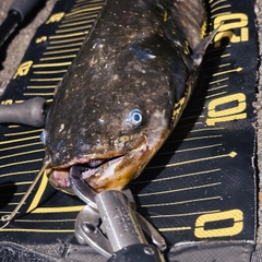 ナマズの釣果