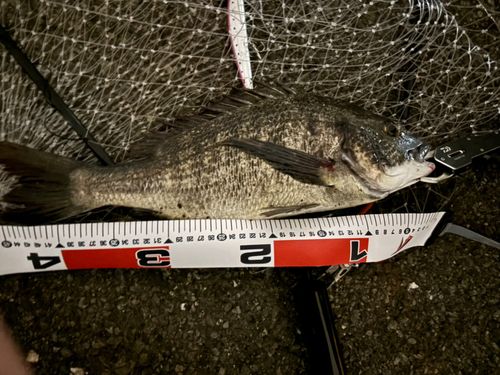チヌの釣果