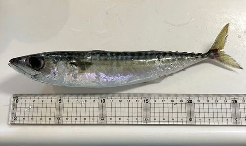 サバの釣果
