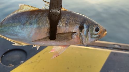 アジの釣果