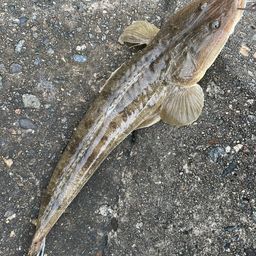 マゴチ
