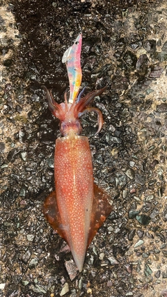 ケンサキイカの釣果