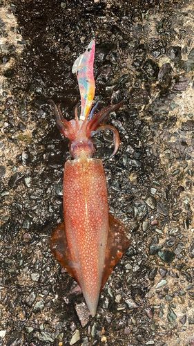 ケンサキイカの釣果