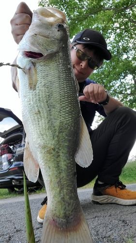 ブラックバスの釣果