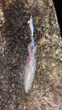 ケンサキイカの釣果