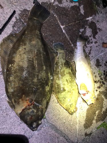 クロガシラガレイの釣果