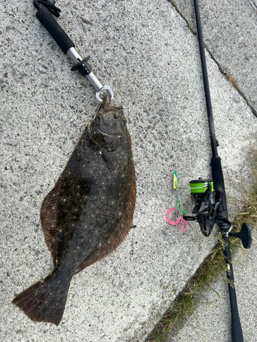 ヒラメの釣果