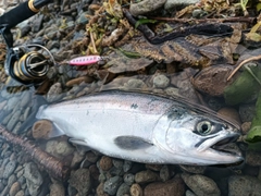 ヒメマスの釣果
