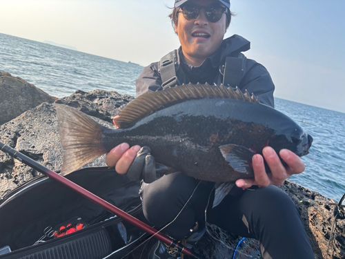 クチブトグレの釣果