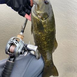 スモールマウスバス