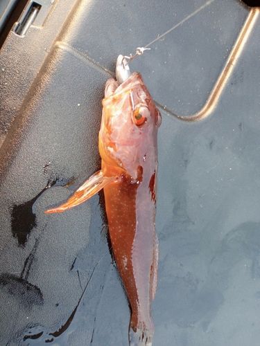 アナハゼの釣果