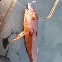 アナハゼ