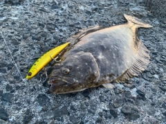 ヒラメの釣果