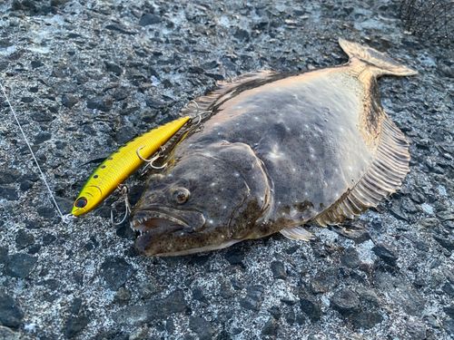 ヒラメの釣果